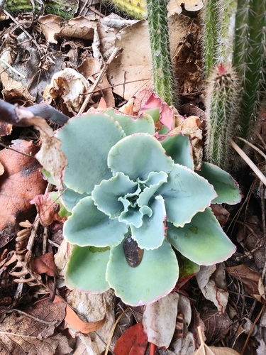 Echeveria chazaroi