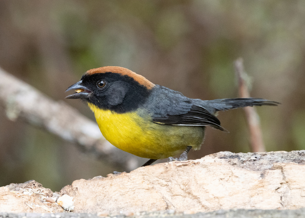 Black-fronted Brushfinch photo