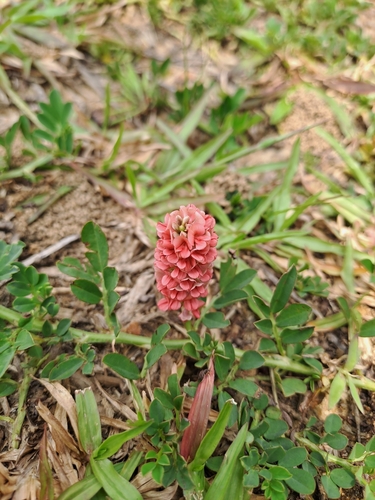Creeping Indigo