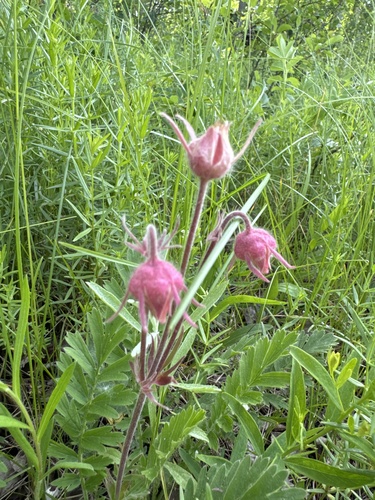 prairie smoke