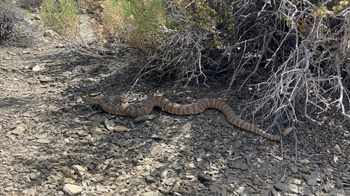 iNaturalist observation photo of Panamint Rattlesnake