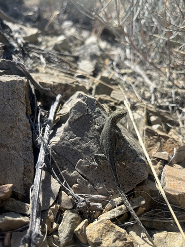 iNaturalist observation photo of Common Side-blotched Lizard