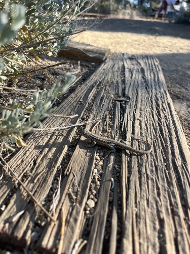 iNaturalist observation photo of Common Sagebrush Lizard