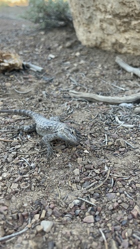 iNaturalist observation photo of Great Basin Fence Lizard