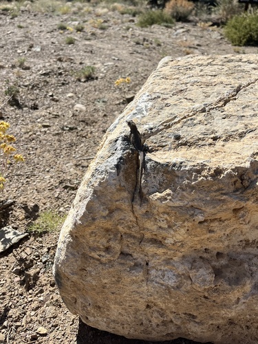 iNaturalist observation photo of Common Side-blotched Lizard