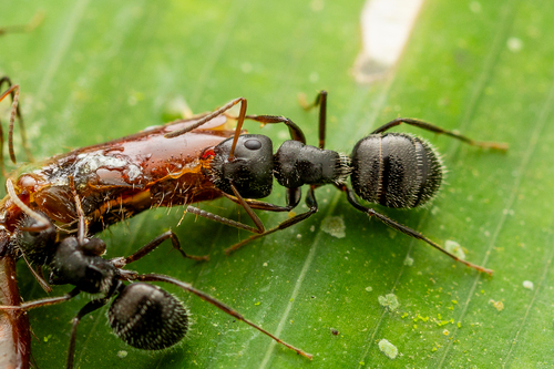 Camponotus excisus