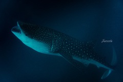 Whale shark