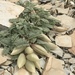 Astragalus lutosus - Photo (c) ChristineCimiluca, todos los derechos reservados, subido por ChristineCimiluca