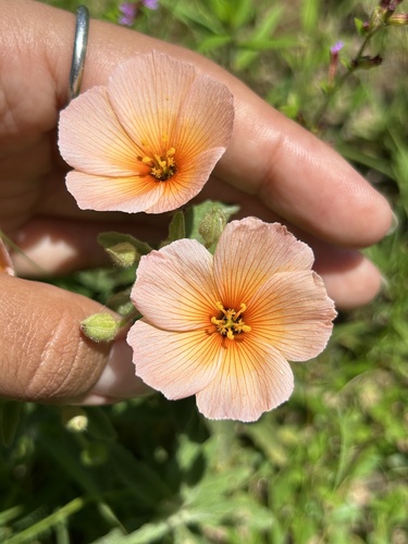 Piriqueta guianensis