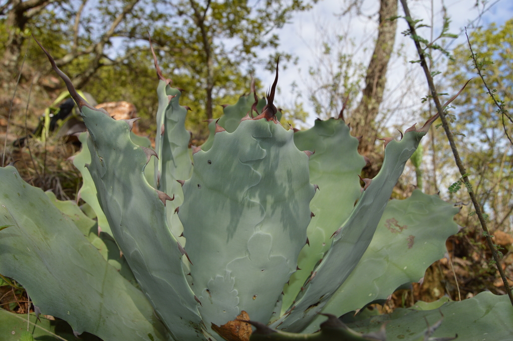 Agave nuusaviorum