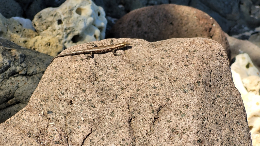 Fijian Snake-eyed Skink from JX9V+23, Yanutha, Fiji on June 25, 2024 at ...