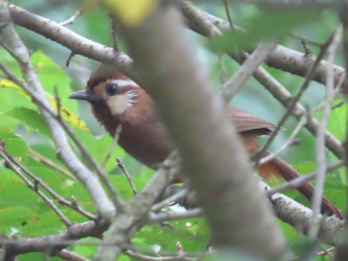 White-browed Laughingthrush