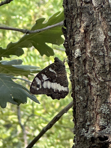 Great Banded Grayling