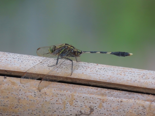 Slender Skimmer