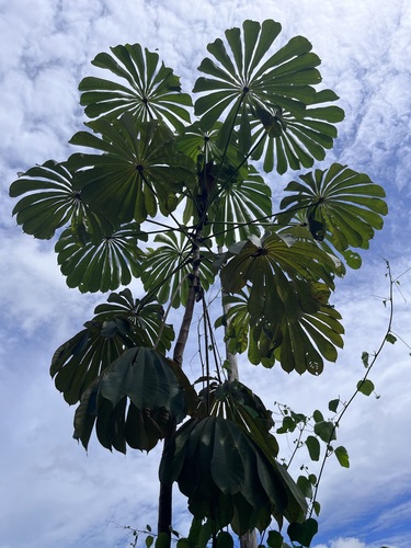 African corkwood tree