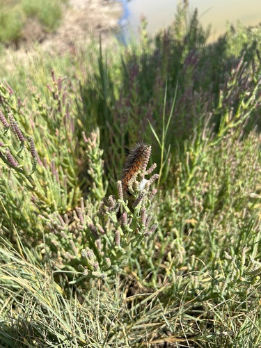 iNaturalist observation photo of Salt Marsh Moth