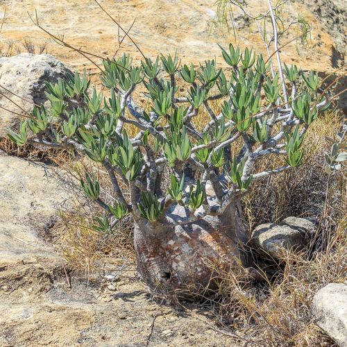 Elephant's Foot Plant