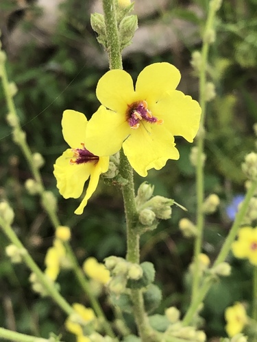 wavyleaf mullein