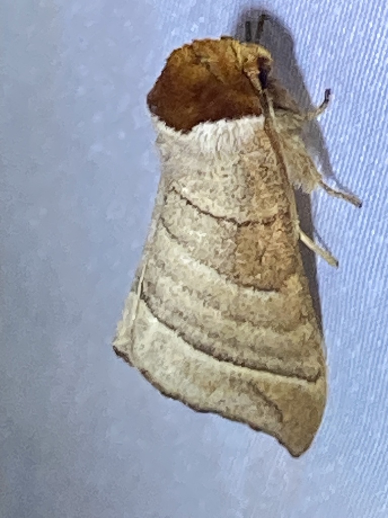 Walnut Caterpillar Moth from Southwest Middlesex, ON, CA on June 24 ...