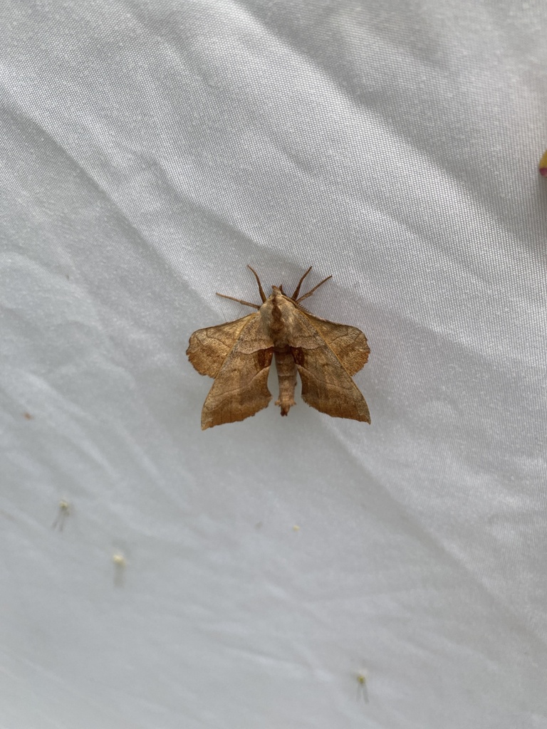 Walnut Sphinx from Southwest Middlesex, ON, CA on June 25, 2024 at 07: ...