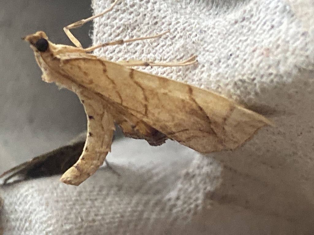 Greater Grapevine Looper Moth from Oil Springs Line, Brooke-Alvinston ...