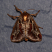 Acharia stimulea - Photo 由 becksnyc 所上傳的 (c) becksnyc，保留所有權利