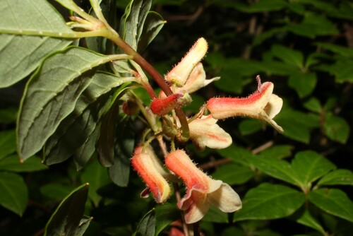 Rhododendron goyozanense