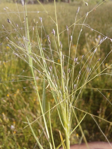 Muhlenbergia asperifolia (Nees & Meyen ex Trin.) Parodi