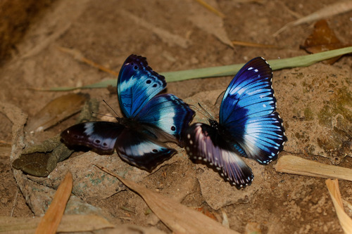 Blue Diadem Butterfly