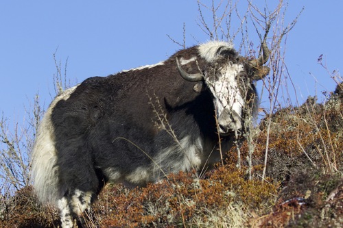 Domestic Yak