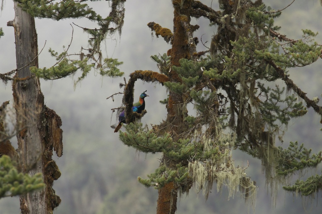 Rand Rudland Himalayan Monal from Sengor to Trongsa road, Bhutan on April 3, 2015 at ...