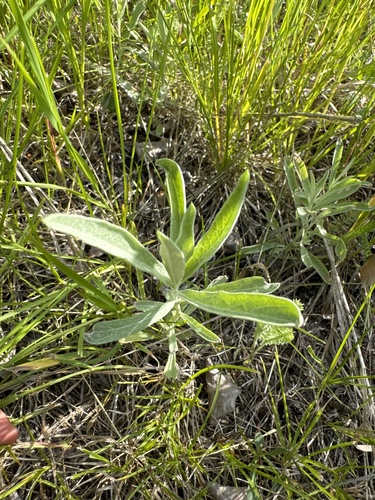 Silver Wormwood