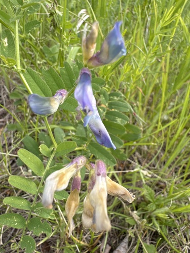 American vetch