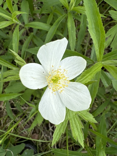 Canada anemone