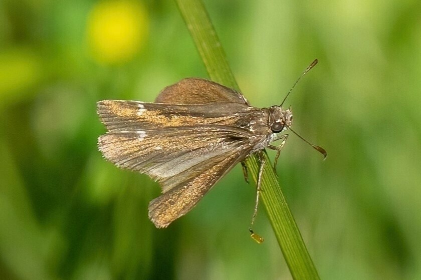 Roadside-Skippers from Lancaster County, NE, USA on June 12, 2024 at 09 ...