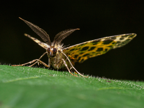 Spotted Beauty