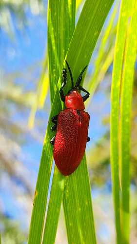Coraliomela brunnea