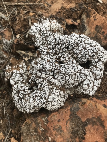 Cerebral Fishscale Lichen