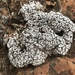 Cerebral Fishscale Lichen - Photo (c) ChristineCimiluca, all rights reserved, uploaded by ChristineCimiluca