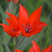 Tulipa praestans - Photo (c) Chrissie Natiez，保留所有權利