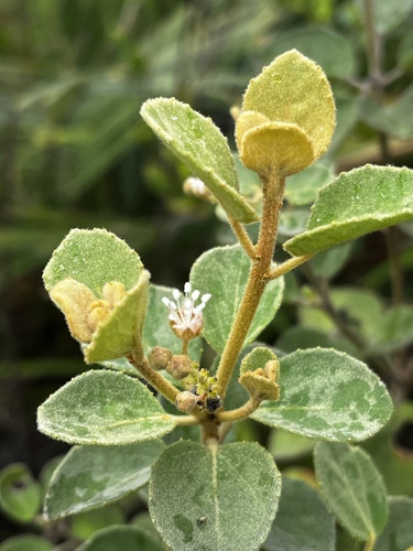 Croton glandulosobracteatus