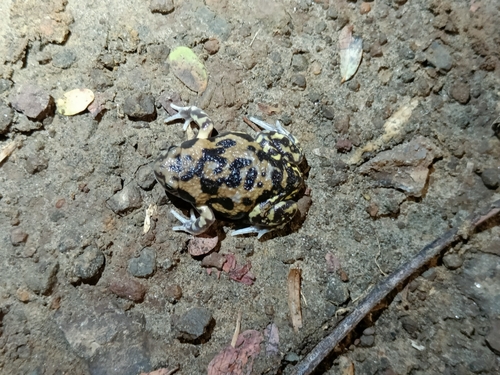 Marbled balloon frog