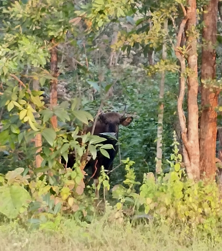 Gaur
