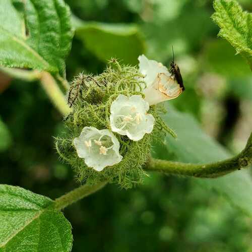 Varronia bullata
