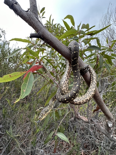 Diamond Python sighting