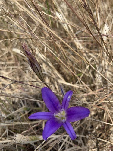 iNaturalist observation photo of harvest brodiaea