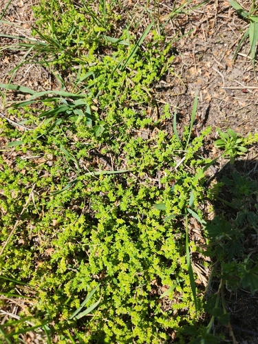 Plikasis skleistenis