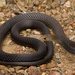 Lesser Black Whipsnake - Photo (c) Jesse Campbell, all rights reserved, uploaded by Jesse Campbell