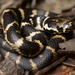 黃環盔頭蛇 - Photo 由 Jesse Campbell 所上傳的 (c) Jesse Campbell，保留所有權利