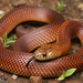 Mulga Snake - Photo (c) Jesse Campbell, all rights reserved, uploaded by Jesse Campbell